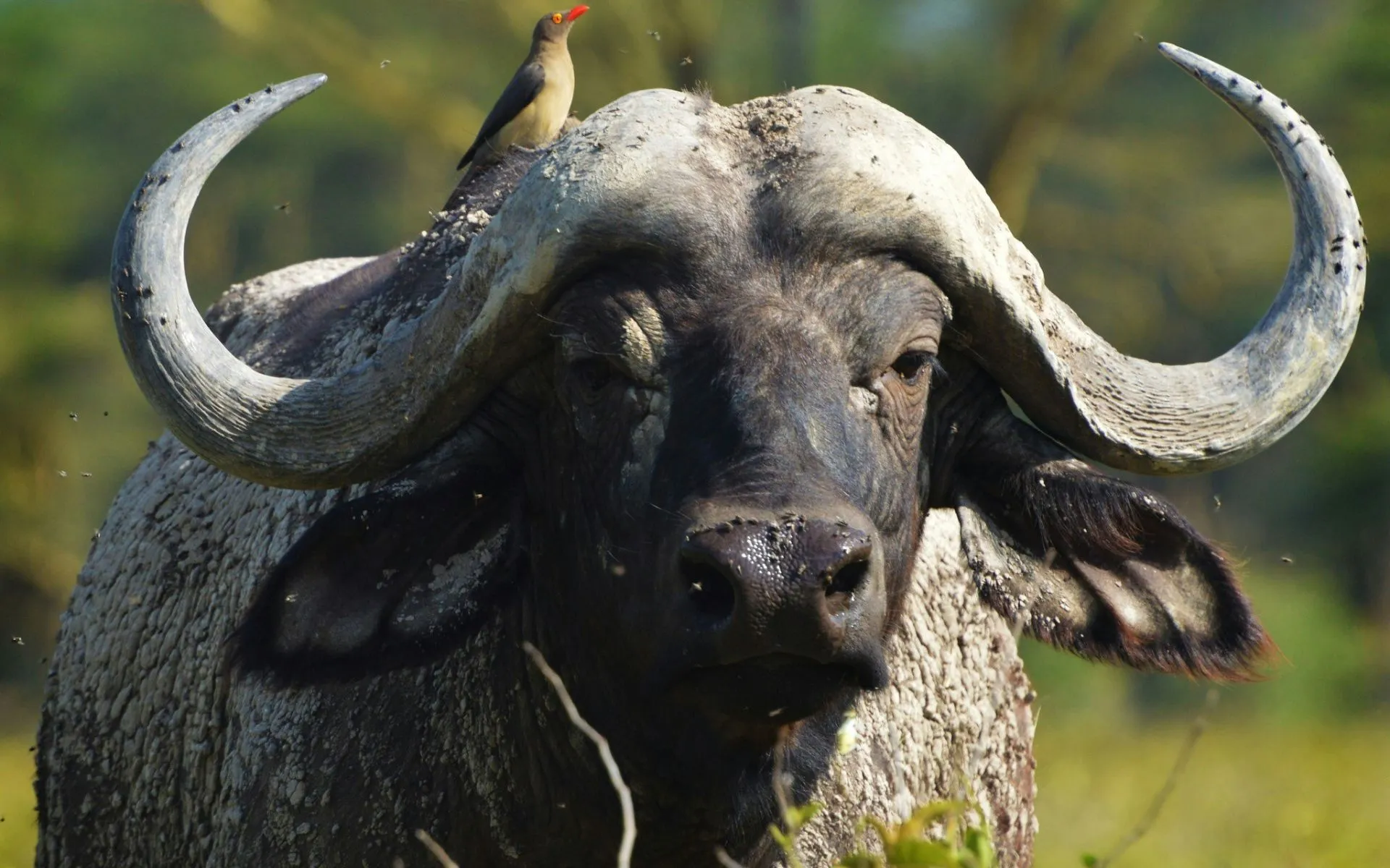 Big 5 African Buffalo 1