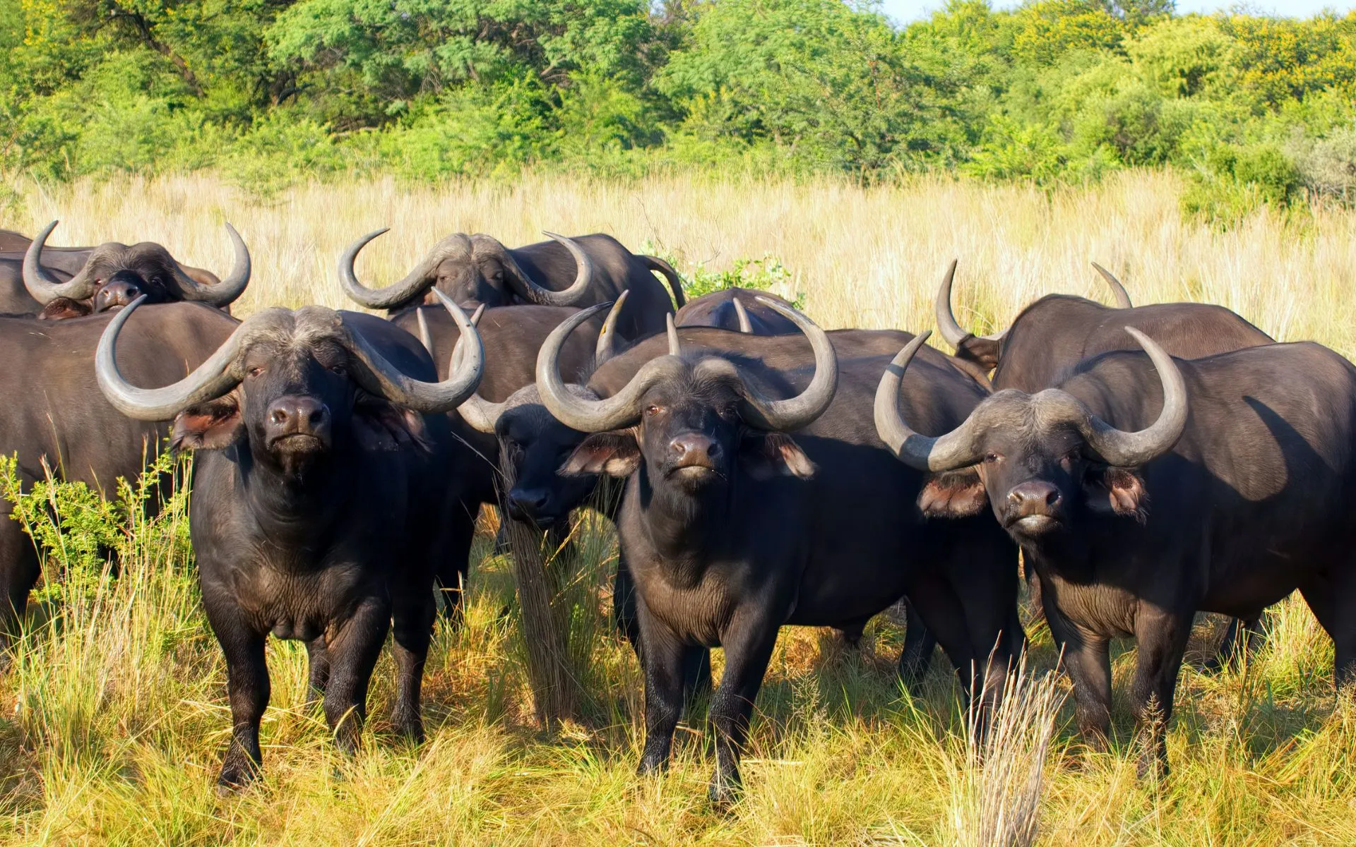 Big 5 African Buffalo