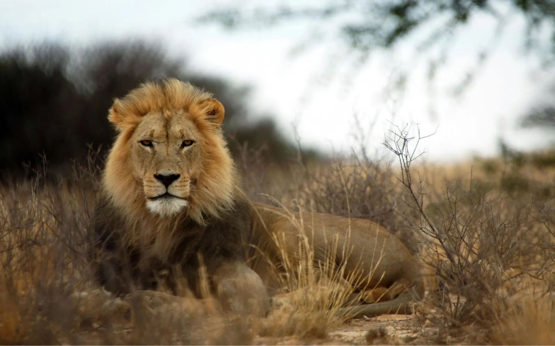 Big 5 African Lion 2