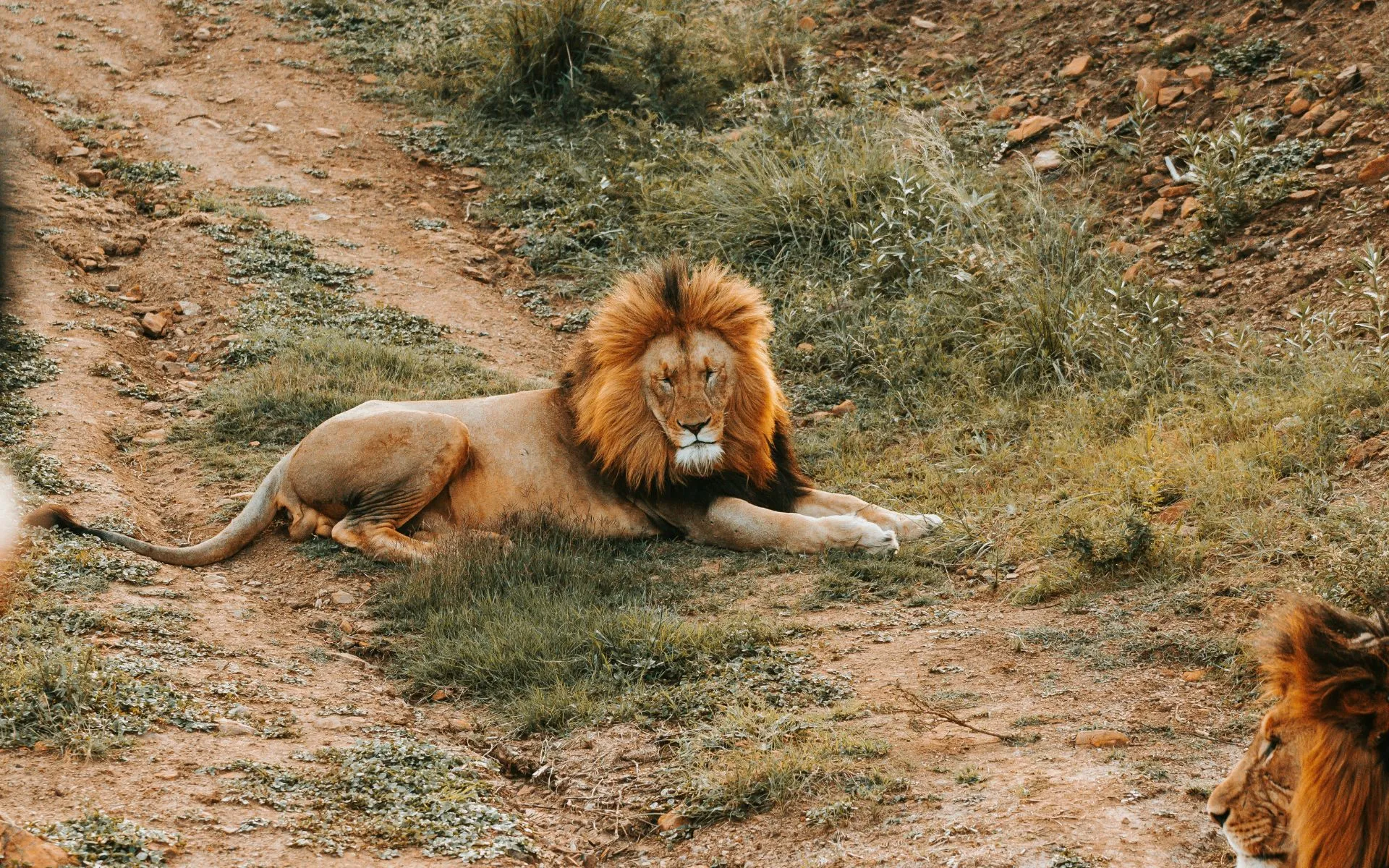 Big 5 African Lion 3