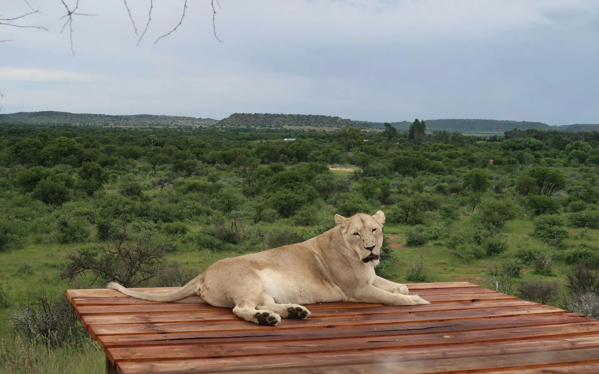 Big 5 African Lion 4