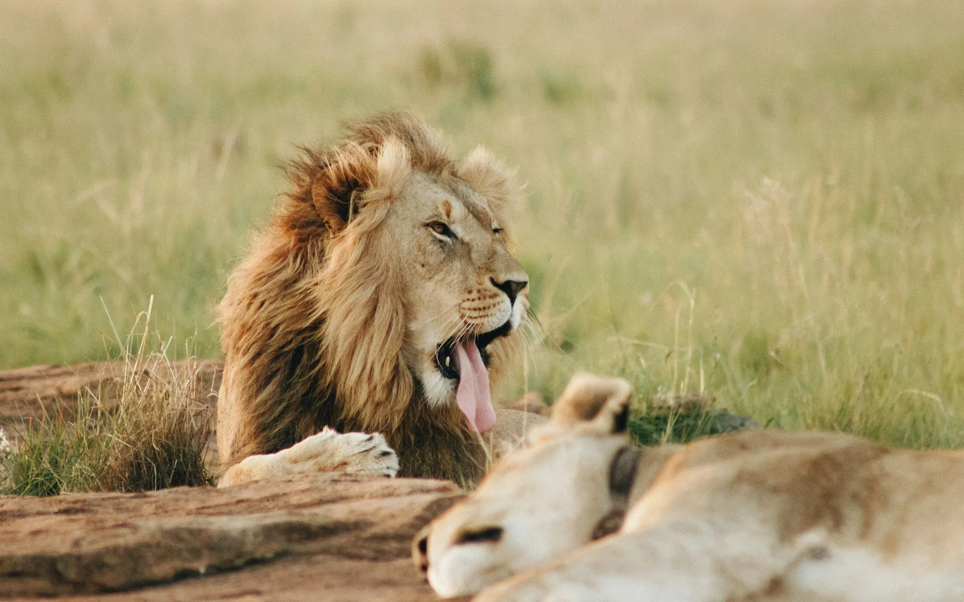 Big 5 African Lion 5