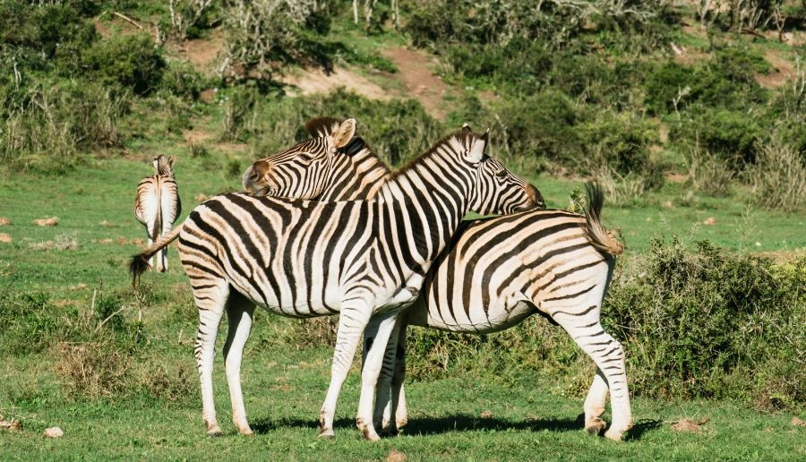 South Africa Gallery 17