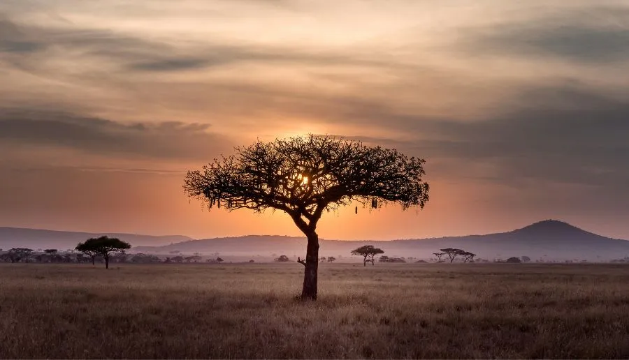 South Africa Gallery 2