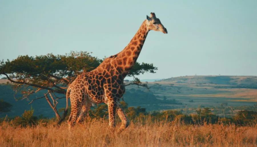 South Africa Gallery 5