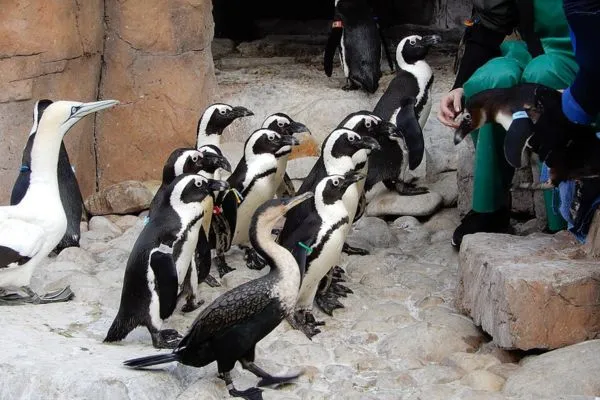 Our Charity - SANCCOB Image 1