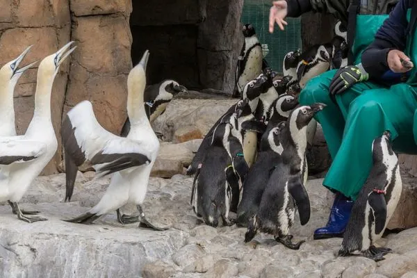 Our Charity - SANCCOB Image 2