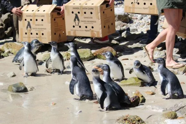 Our Charity - SANCCOB Image 3